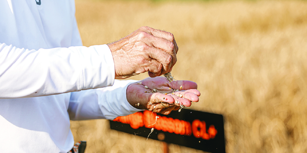 Goal-4-100.jpg Extension worker examines wheat berries in field