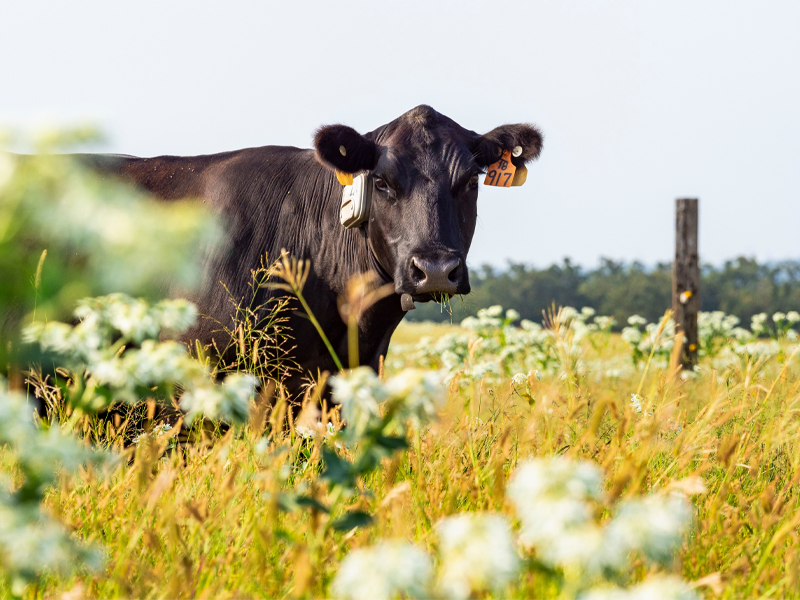 Agriculture - Orange is the Answer | Oklahoma State University