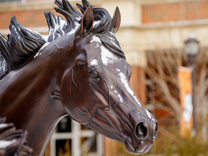 horse up close