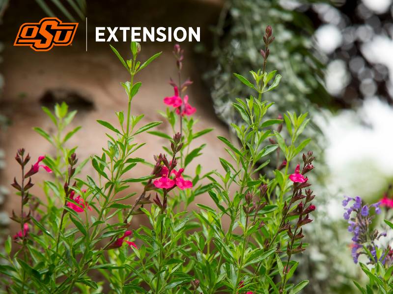 Extension Zoom Background 1