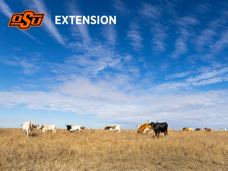 Extension Zoom Background