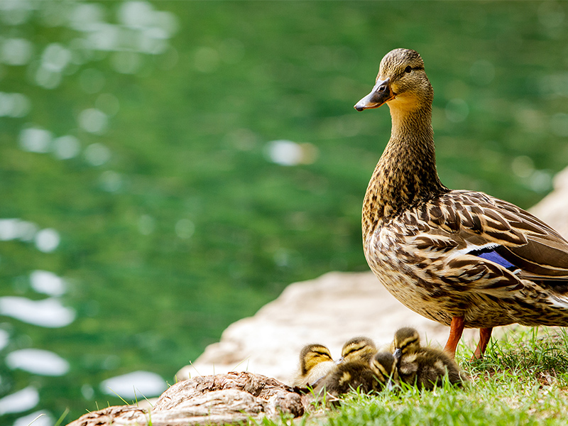 ducks