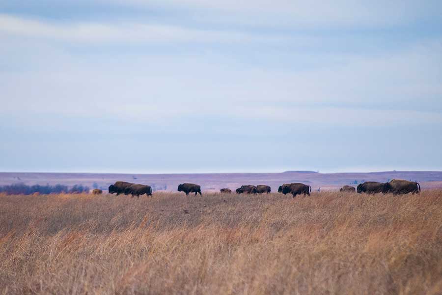 Bison graze on a grass pasture.