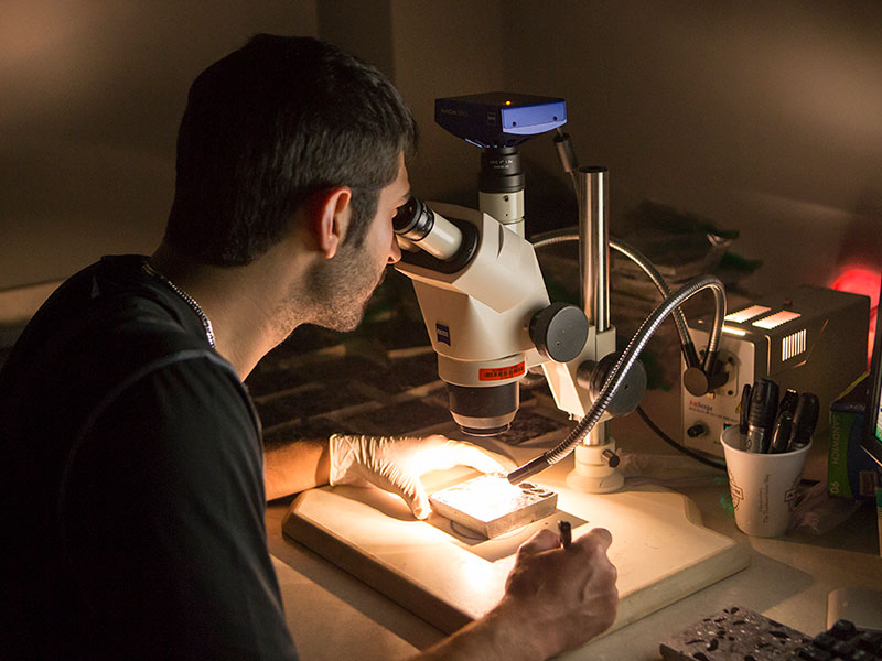 A student looks into a microscope.