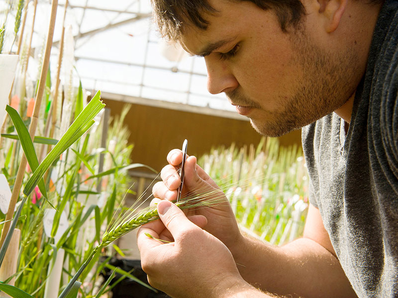 A student collects research samples from a stalk of wheat.