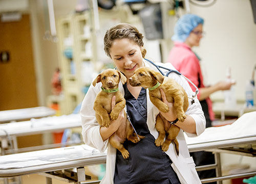 A veterinary student holds two puppies.