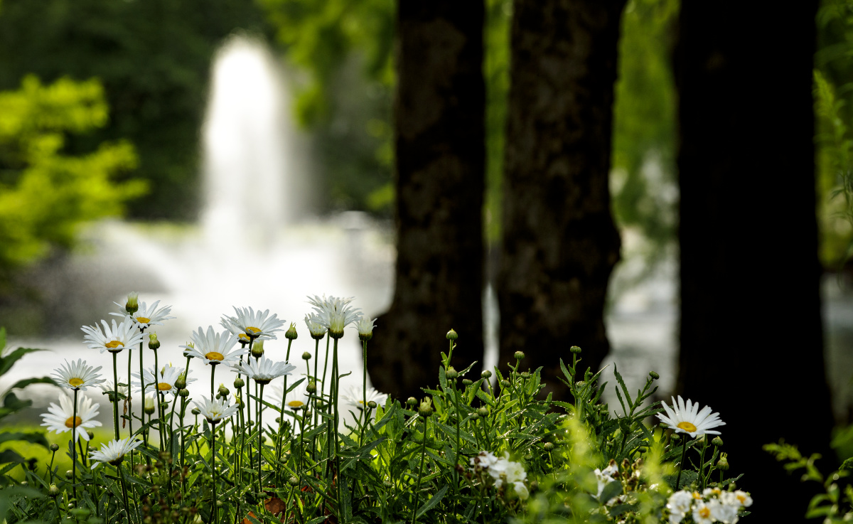 Flowers at Theta Pond
