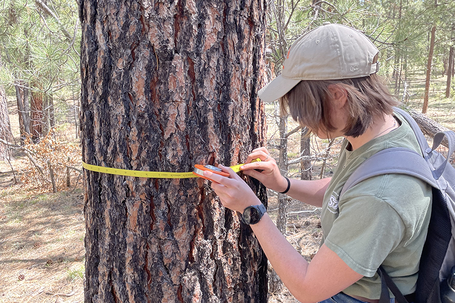 Student measures diameter of a tree